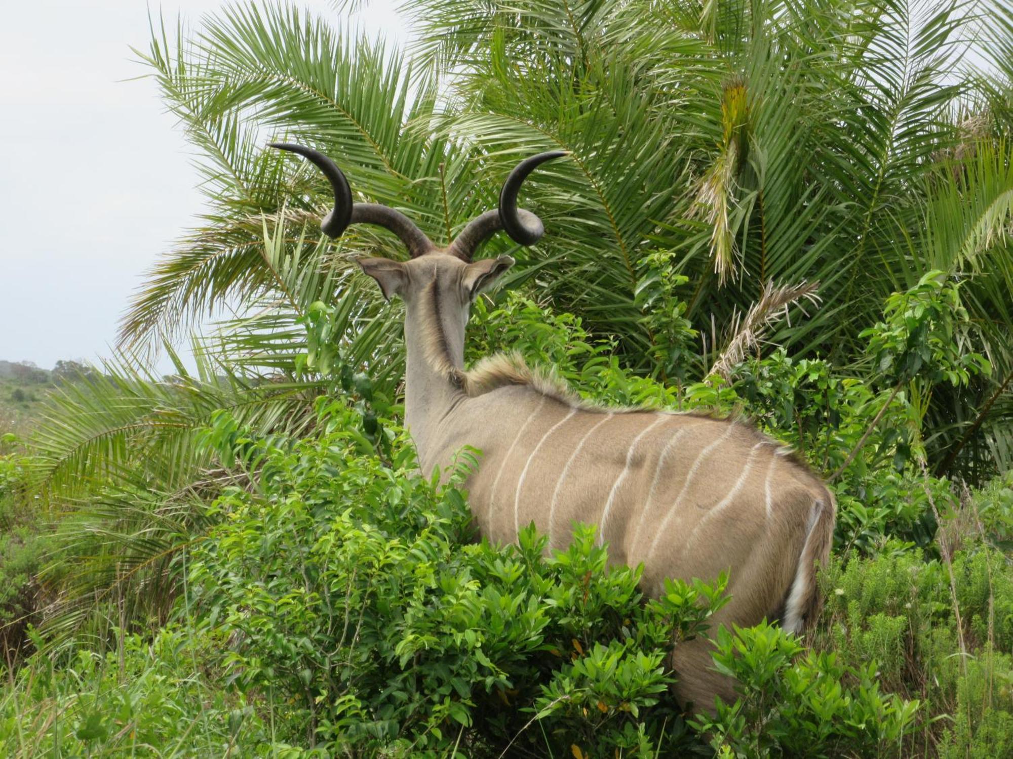 Uitspan Leilighet Saint Lucia Estuary Eksteriør bilde